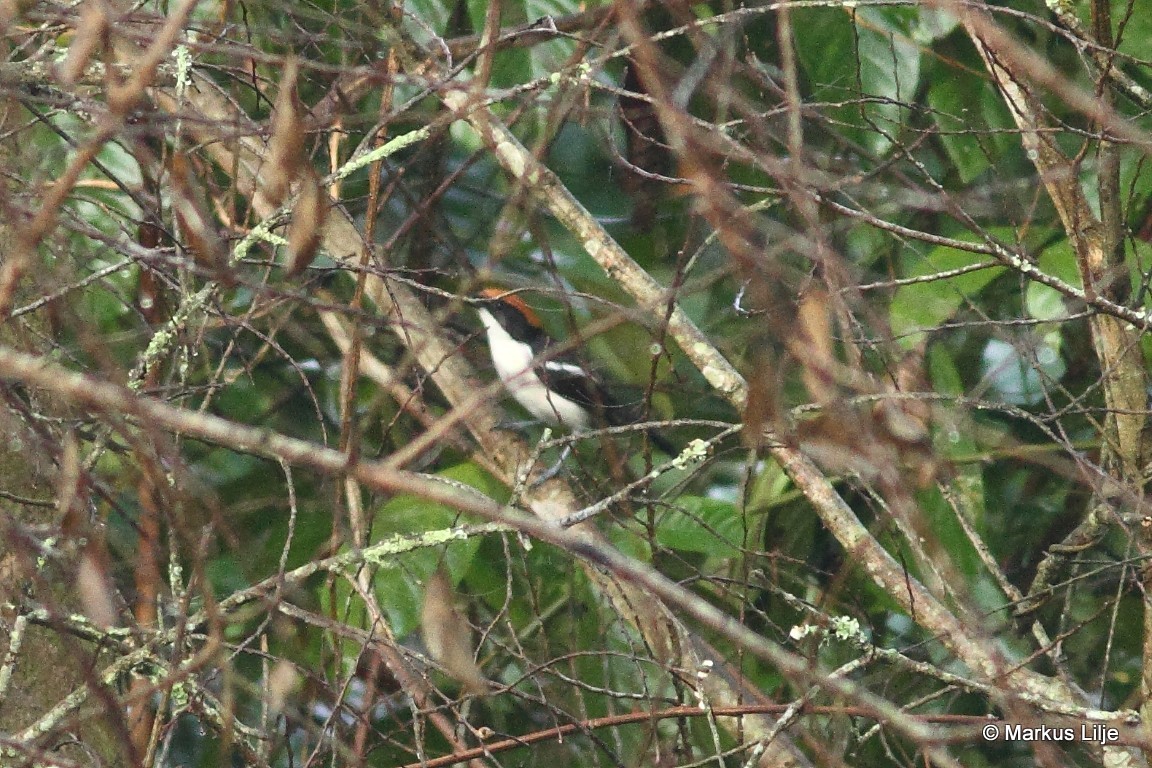 Gabela Bushshrike illustration