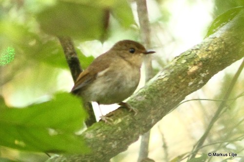 iNaturalist image