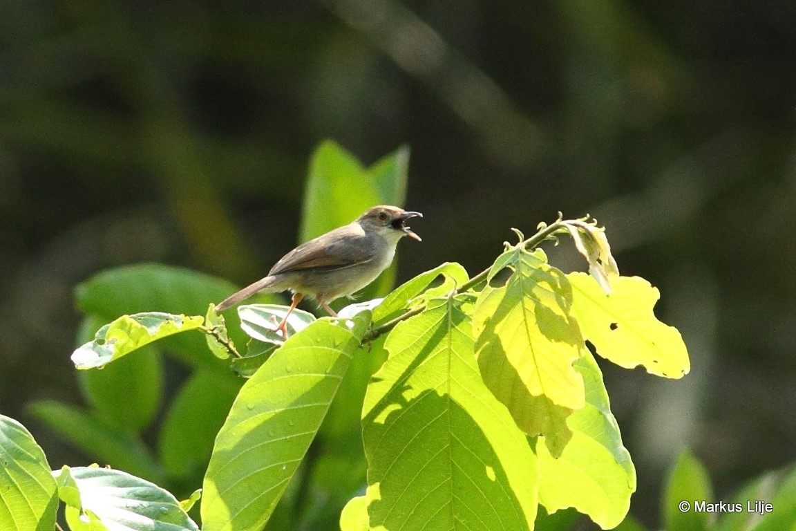Bubbling Cisticola (Cisticola bulliens)