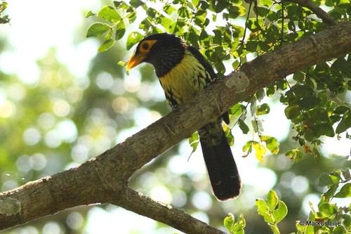 Eastern Yellow-billed Barbet