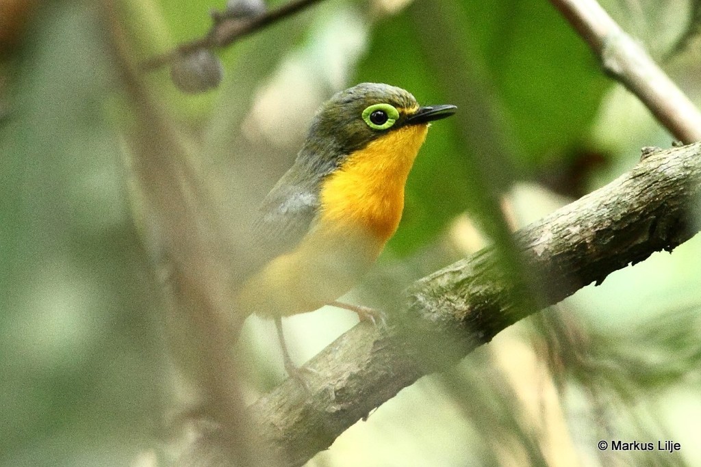 Yellow-bellied Wattle-eye (Platysteira concreta) photo