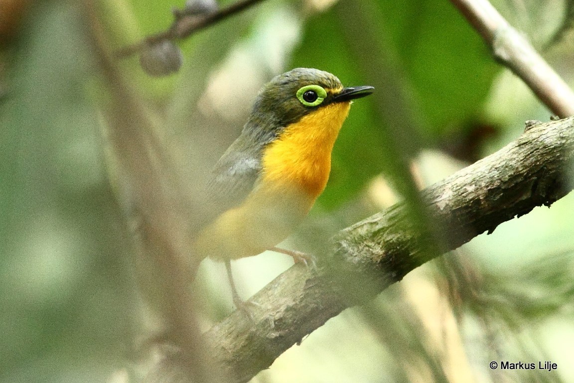 Yellow-bellied Wattle-eye illustration