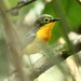 Yellow-bellied Wattle-Eye - Photo (c) markus lilje, some rights reserved (CC BY-NC-ND), uploaded by markus lilje