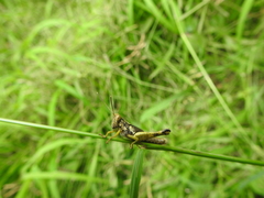 Pirithoicus ophthalmicus