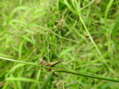 Pirithoicus ophthalmicus