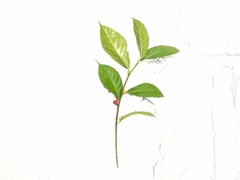 Ficus montana