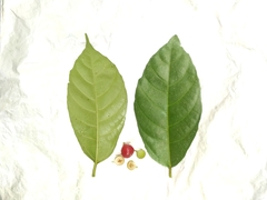 Ficus montana