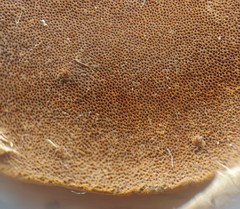 Hymenochaete microcycla