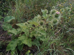 Arctium leiospermum