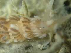 Aeolidiella alderi image