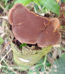 Hymenochaete microcycla