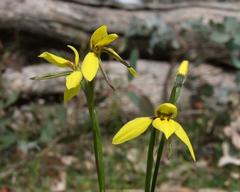 Diuris chryseopsis
