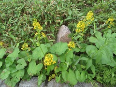Ligularia fischeri