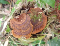 Hymenochaete microcycla