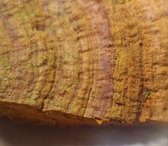 Hymenochaete microcycla