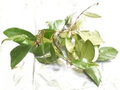 Ficus punctata