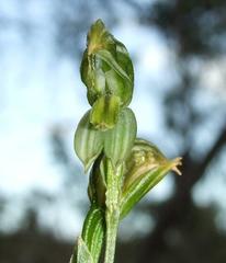 Pterostylis smaragdyna