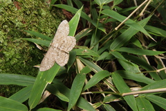 Hypomecis punctinalis conferenda