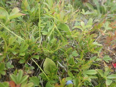 Vaccinium boreale