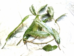 Ficus sinuata