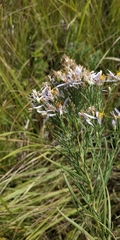 Galatella sedifolia