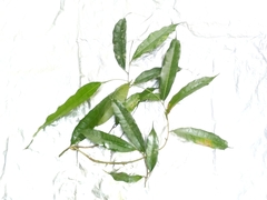 Ficus sinuata