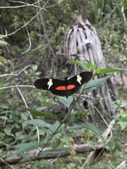Heliconius clysonymus