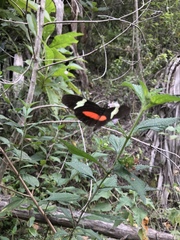 Heliconius clysonymus