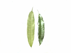 Ficus sinuata