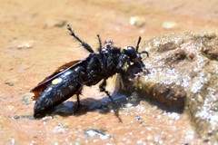 Laeviscolia frontalis