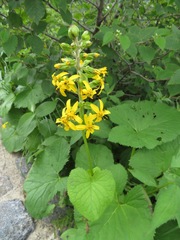 Ligularia fischeri