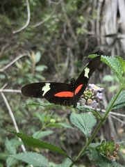 Heliconius clysonymus