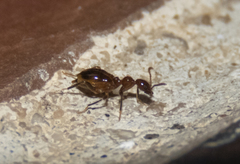 Acanthinus argentinus