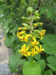 Ligularia fischeri