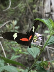 Heliconius clysonymus