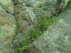 Campanula intercedens