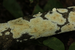 Atheliaceae