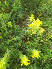 Rhinanthus serotinus aestivalis