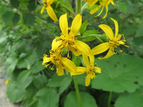 Image of Ligularia fischeri by (c) Marco Mussita, some rights reserved (CC BY)