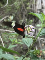 Heliconius clysonymus
