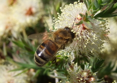 Apis mellifera