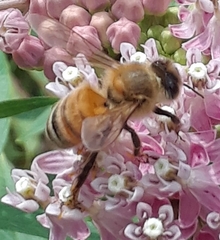 Apis mellifera