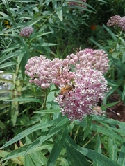 Apis mellifera