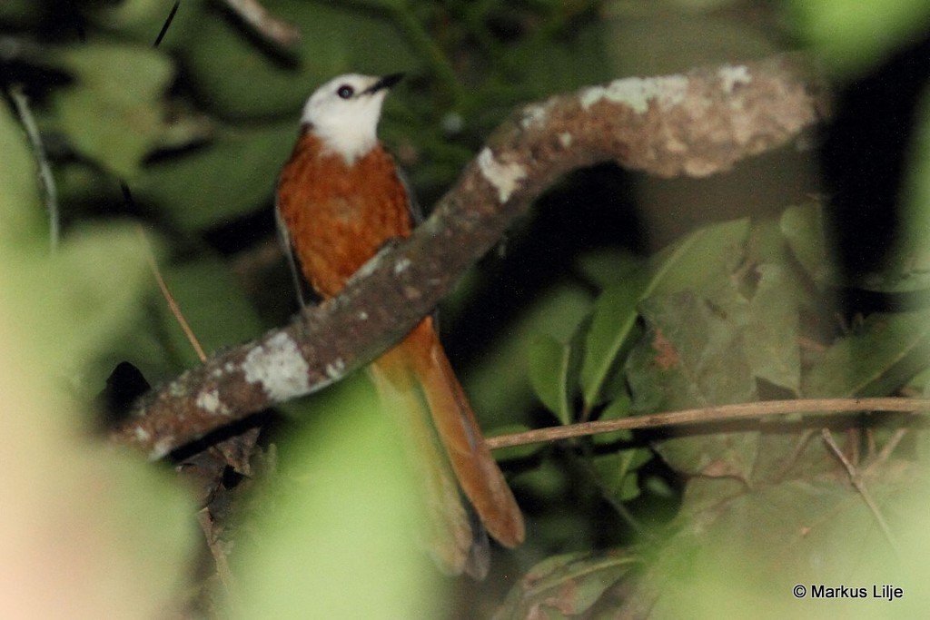 White-headed Robin-Chat