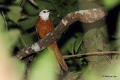 Cossypha heinrichi
