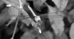 Chalcostephia flavifrons