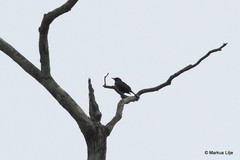 Onychognathus fulgidus