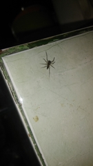 Spartaeus spinimanus