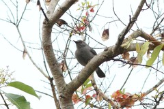 Calamonastes undosus