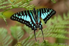 Graphium policenes policenes